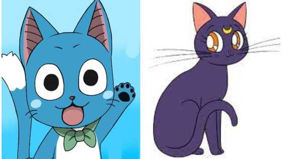 33 cutest anime cats: most popular kitties from films and shows