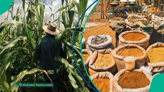 Kwara farmers quit farms for okada business after repeated attacks, traders report food supply drop