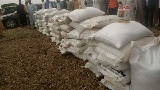 We'll cultivate over 200,000 hectares of wheat this year with CBN intervention, says NAWFPMAN