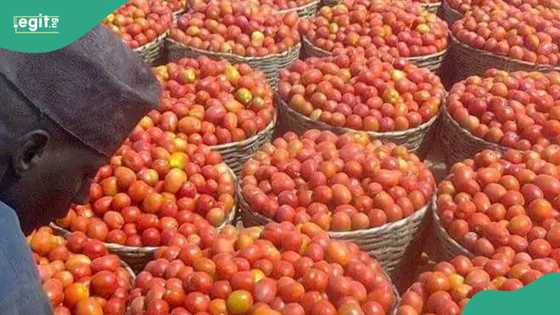 Tumatur ya yi tsada a Najeriya, manoma sun fadi abin da ya sa jar miya ta gagara