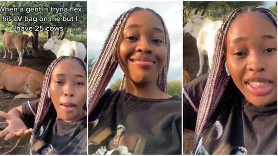 "Real wealth": Beautiful young lady brags about her 25 fat cows, shows them off in viral video