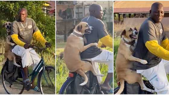 "Enjoyment unlimited": Man causes stir in street, carries his dog on bicycle as they cruise around in video