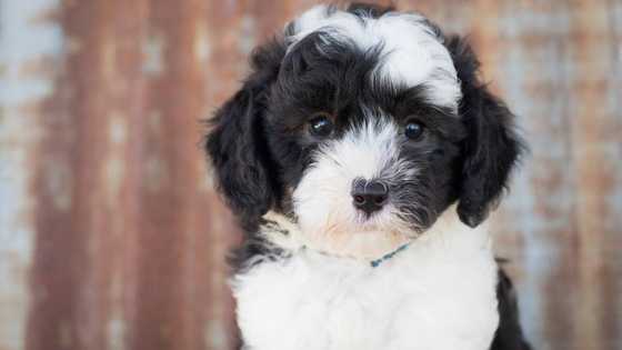 Sheepadoodle: all you need to know before adopting this dog breed