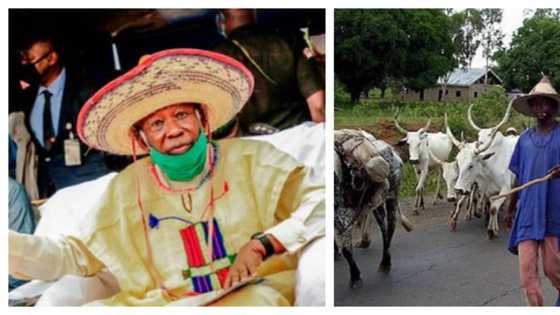 Herdsmen: Settle in a place, it's not hard - Northern governor tells cattle rearers