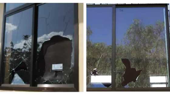 53-year-old man storms school, breaks 12 windows after finding out that wife had an affair with the watchman