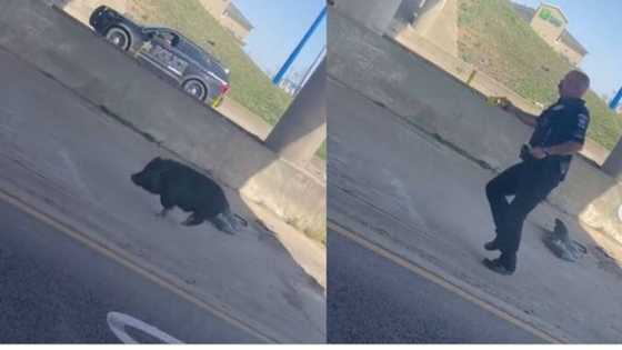 Crazy marathon race: Policeman chases black pig, fast animal runs like athlete, goes under bridge in video