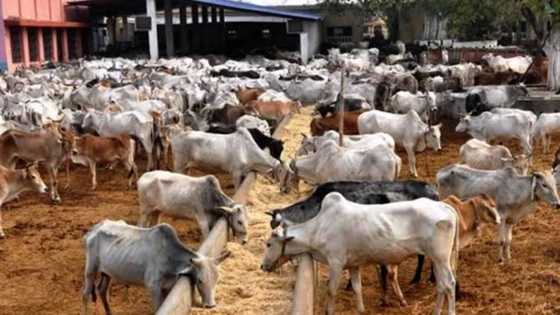 Rahoton gwamnati: Mutanen Legas kadai na cin naman shanu na N328bn a duk shekara