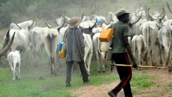 Sojoji sun tare shanun sata 154, sun damke miyagu 44 a Zamfara