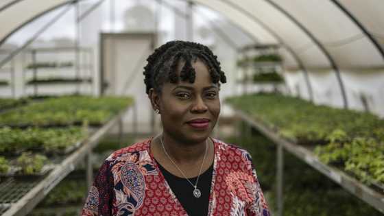 Award-winning Nigerian agronomist dreams of a cassava 'revolution'
