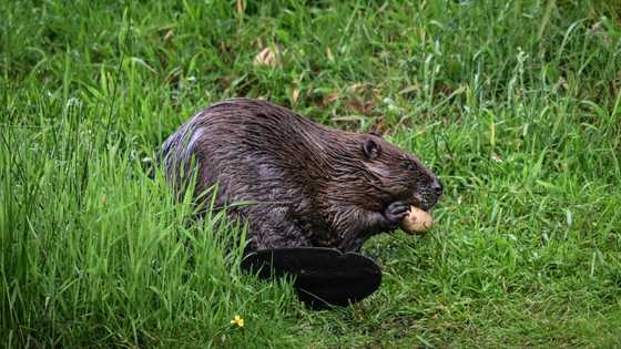 England allows wild beaver releases in 'milestone' for UK nature