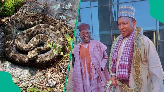 Kano: An ɗauki mataki a kan dabbobin dawan gidan tsohon Akanta bayan mesa ta tsere