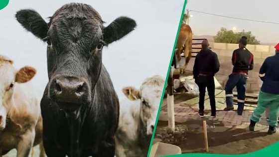 Nigeria imports more cows from abroad, minister gives reasons, targets
