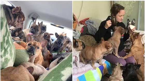 Woman drives into Ukraine to save 50 French bulldogs from Russian bombardments, photos emerge