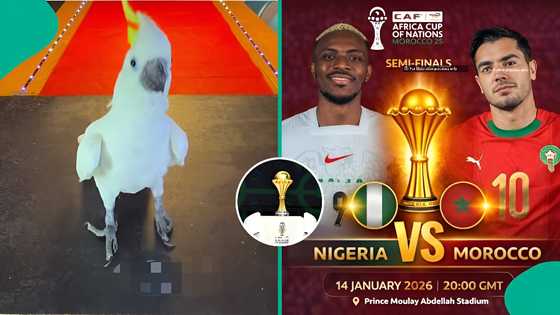 AFCON 2025: Parrot picks semi-final winner between Morocco vs Nigeria, video trends online