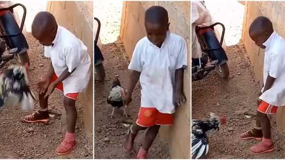 "This is not funny": Little boy runs away from native chicken seeking to fight him, video goes viral