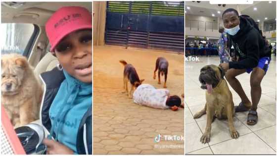 Bullmastiff, Chow Chow & Dobberman: 3 times dog lovers showed they have good relationship with their pets