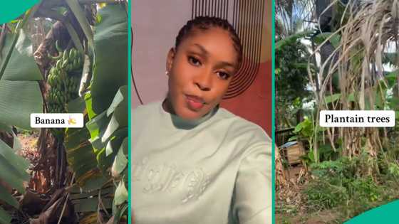 Proud lady displays family house her father built like "Garden of Eden," many marvel at how it looks