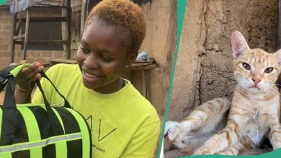 Lagos lady falls in love with cat she meets in Ibadan, takes it to UCH for check up