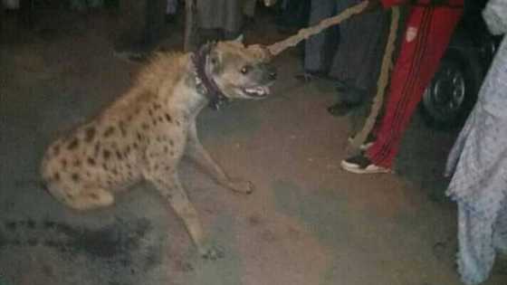 Ana kishin-kishin din an rikida wata Mata zuwa dabba a Kano