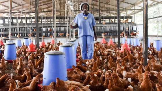 Inflation: High cost of feed threatens 25 million jobs in Nigeria's poultry industry