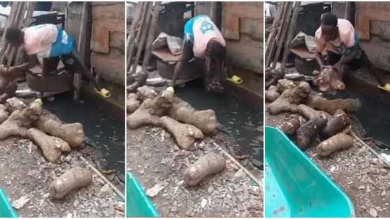 Video of Nigerian man taking out yams from gutter for sale surfaces on social media, gets people angry