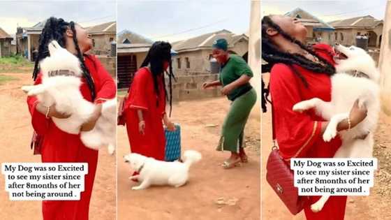 "Troublesome breed": Dog welcomes lady specially as she returns home after 8 months, video causes buzz
