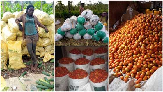 Female Nigerian graduate turns to farming, shows off bountiful harvests of tomatoes, maize, cucumbers