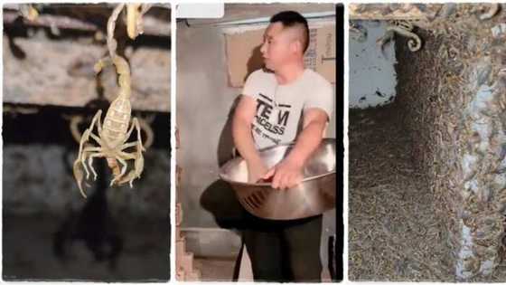 Sun fi komai kudi a duiya: Kowa da kiwon da ya karbe shi, wani mutum na kiwon kunamai