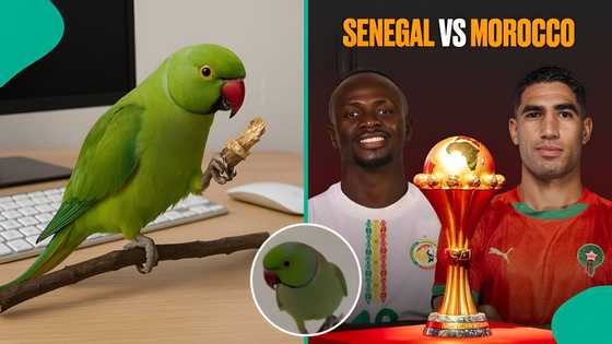 Senegal vs Morocco: Parrot with two correct predictions names winner of 2025 AFCON tournament