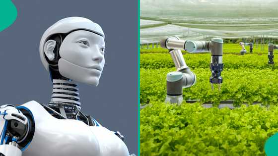 Scientists discover ways to give robots new abilities through plants, explain things they used