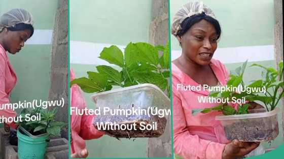 "It can feed you": Creative Nigerian lady shows how to farm fluted pumpkin at home without soil