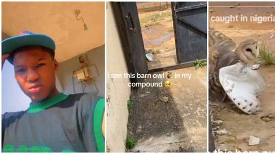 "Be like say na Mohbad spirit": Nigerian man shares video of rare creature he found in his compound