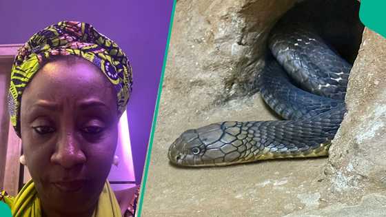 Former Northern gov's wife releases video, speaks on how huge cobra snake stormed her house