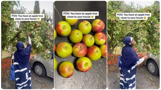 "Na gold?": Nigerian lady plucks Apple from neighbour's house, people react