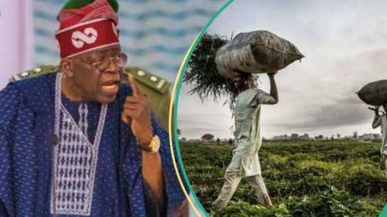 Rashin Tsaro: Karancin noma a Arewa na barazanar kawo matsalar abinci a Najeriya