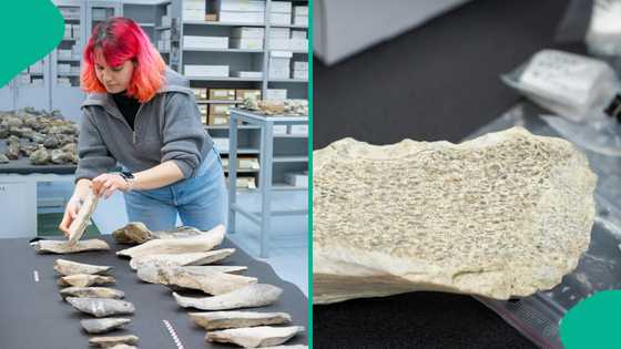 Scientists discover bone tools made 1.5 million years ago in Africa by ancient humans