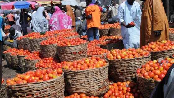 Manoman tumatur sun nemi wata alfarma daga wurin Shugaba Buhari