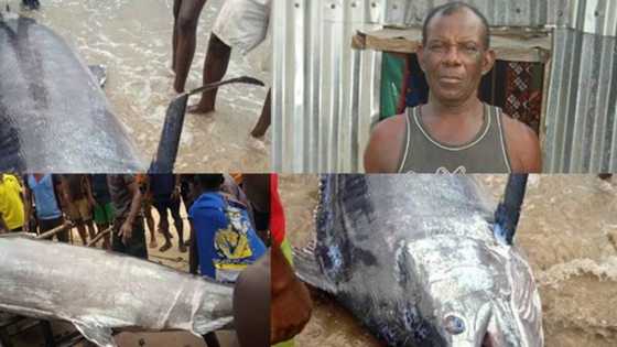 How lucky fisherman killed mysterious swordfish in Rivers - Man narrates as photos, video go viral; cause stir