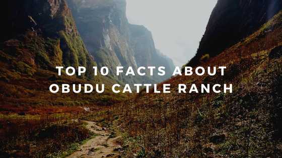 Amazing reasons why you must visit Obudu Cattle Ranch