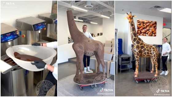 Will he later eat it? Reactions as man uses chocolate to build giraffe animal in video, shows how he did it