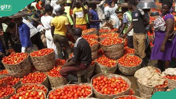 Tomato price crashes from N150,000 to N60,000 per basket as harvest season begins