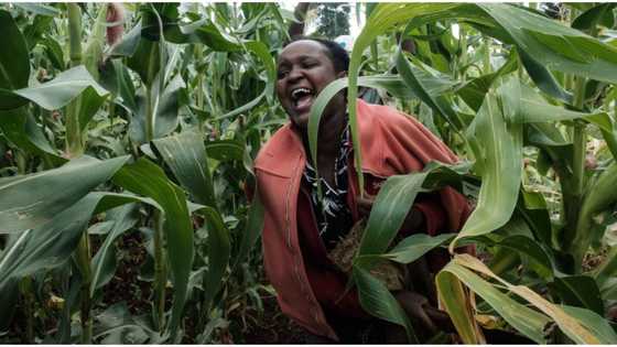 Kenyan farmers now using cryptocurrency as CBN ban on bitcoin, others remain
