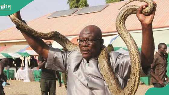 APC suspends prominent member for intimidating guests with snake in Kebbi