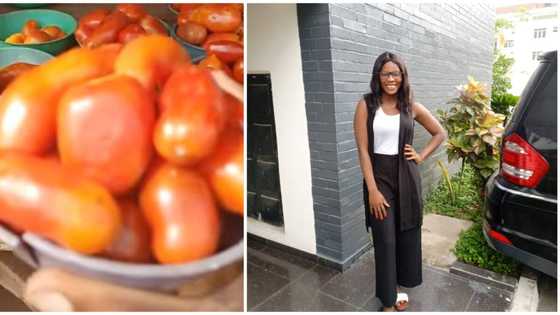 Nigerian lady wows many with the quantity of tomatoes being sold for N100 in video, sparks reactions