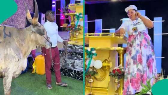 Grateful man storms church with live cow to appreciate God, drags it inside in trending video