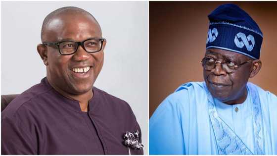 Peter Obi: Anger in Tinubu's camp as Afenifere justifies Labour Party candidate's endorsement