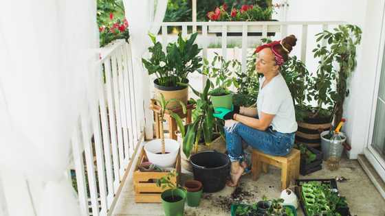 Palmier: une plantation, un entretien, une décoration, une taille