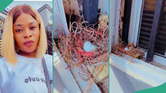 Lady who travelled for Christmas and left her window open comes back to see bird's nest
