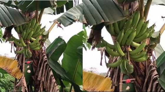 No be Juju be dat? Farmer secures bunch of plantain with charms in Calabar