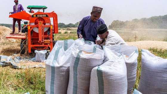 Ba a gama da tsadar shinkafa ba, manoma sun roki Buhari ya hana shigo da alkama Najeriya
